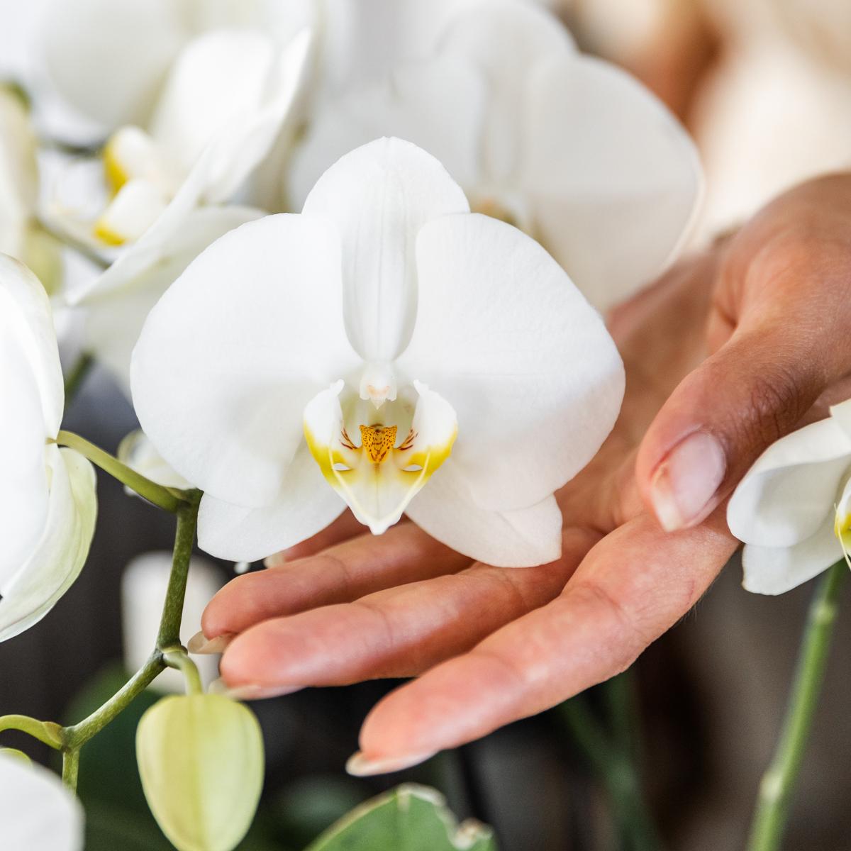 COMBI DEAL van 2 Witte Orchideeën - potmaat 12cm