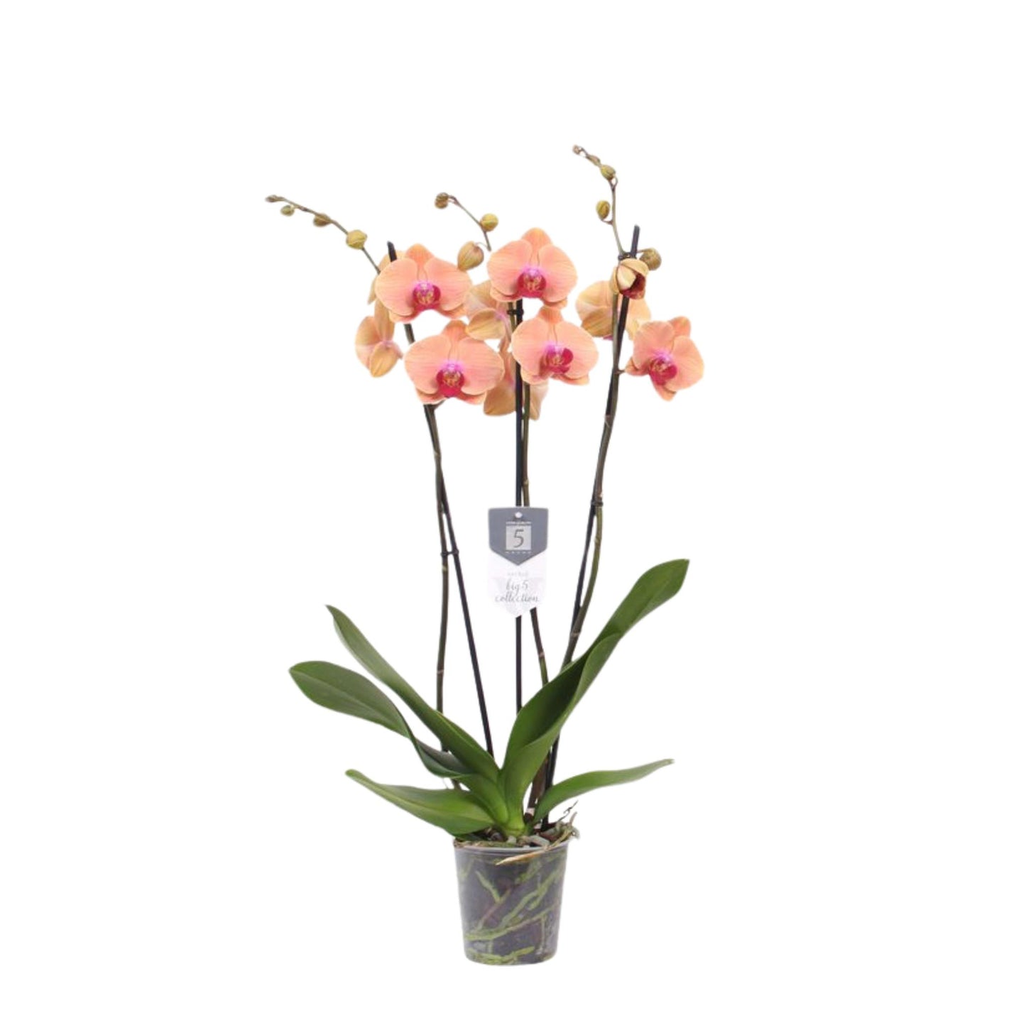 Carribean Dream Orchid- 3 branches - Height 60 cm - Pot size 12cm