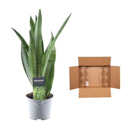 Sansevieria Menta Verde - 45 cm - 12 cm