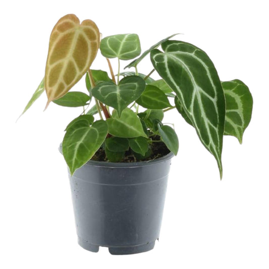 Anthurium Chrystallium - Height 35 cm - Pot size 12 cm