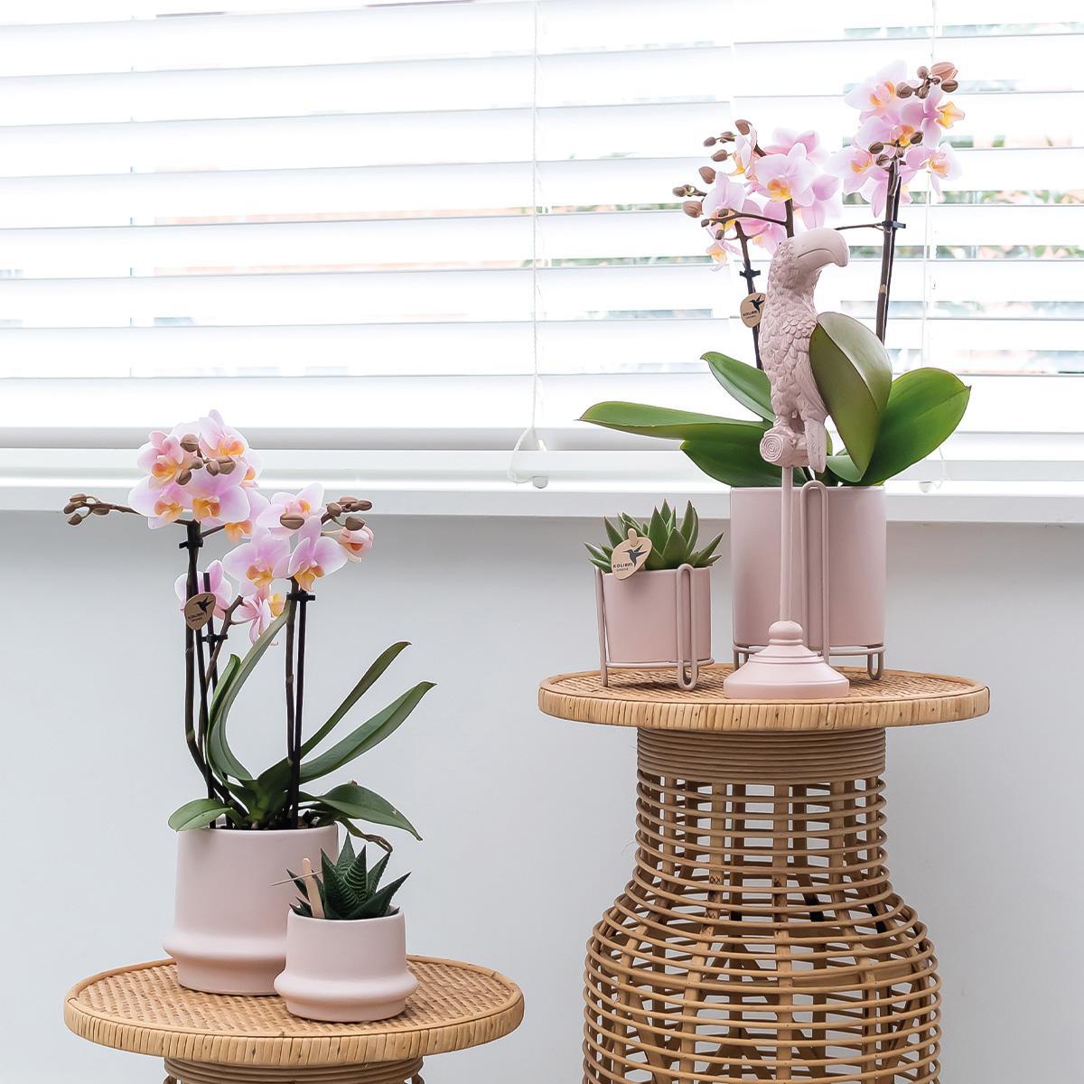 COMBI DEAL of 2 Pink Orchids - Andorra - pot size 9cm