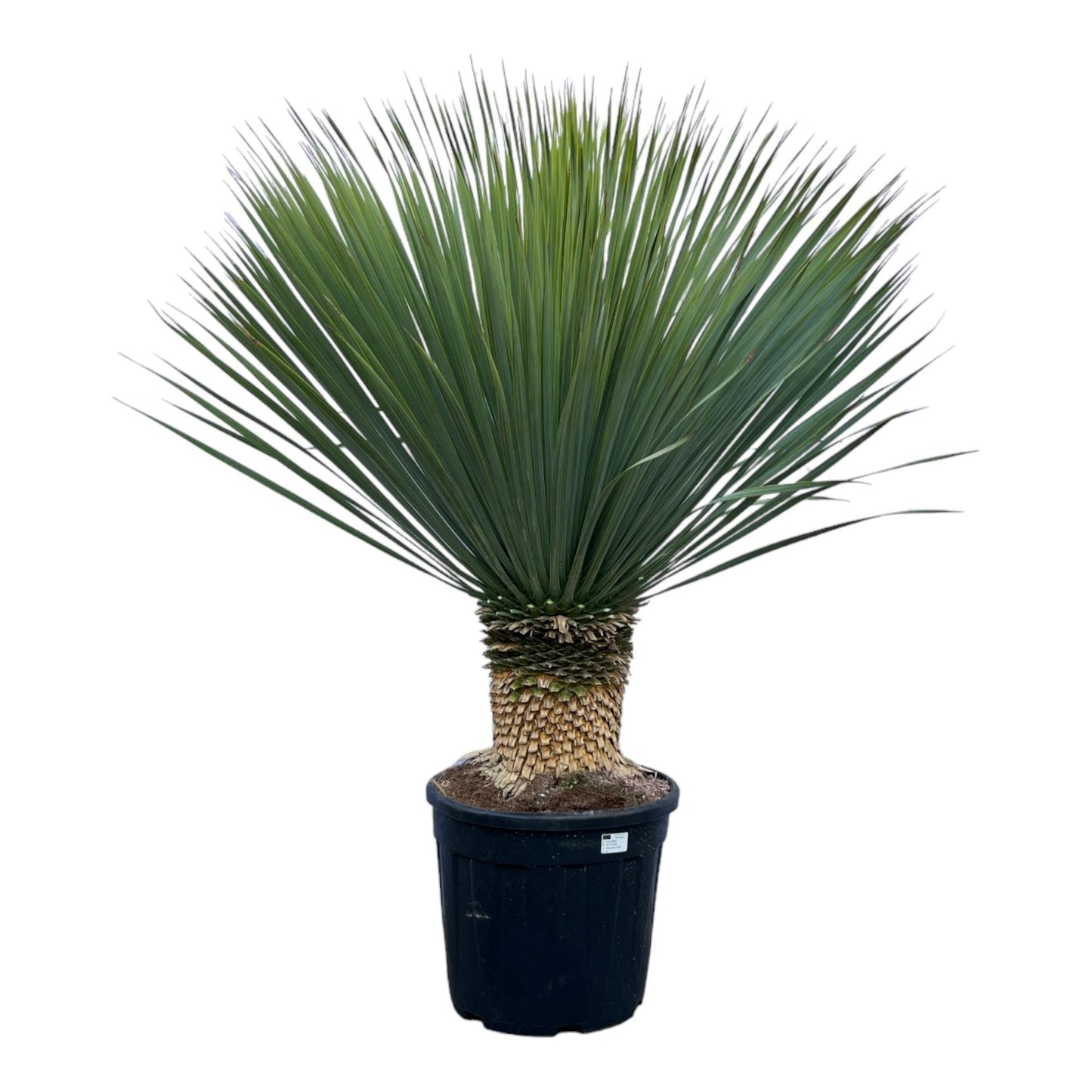 Yucca Rostrata - 140 cm - 50 cm