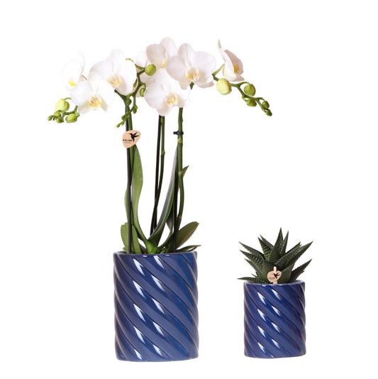 Set van witte Amabilis-orchideeën in snoepblauwe decoratieve potten - potmaat 9 cm en 6 cm