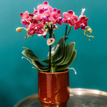 Red Orchid - Congo + Classy Red - Pot Size 9cm