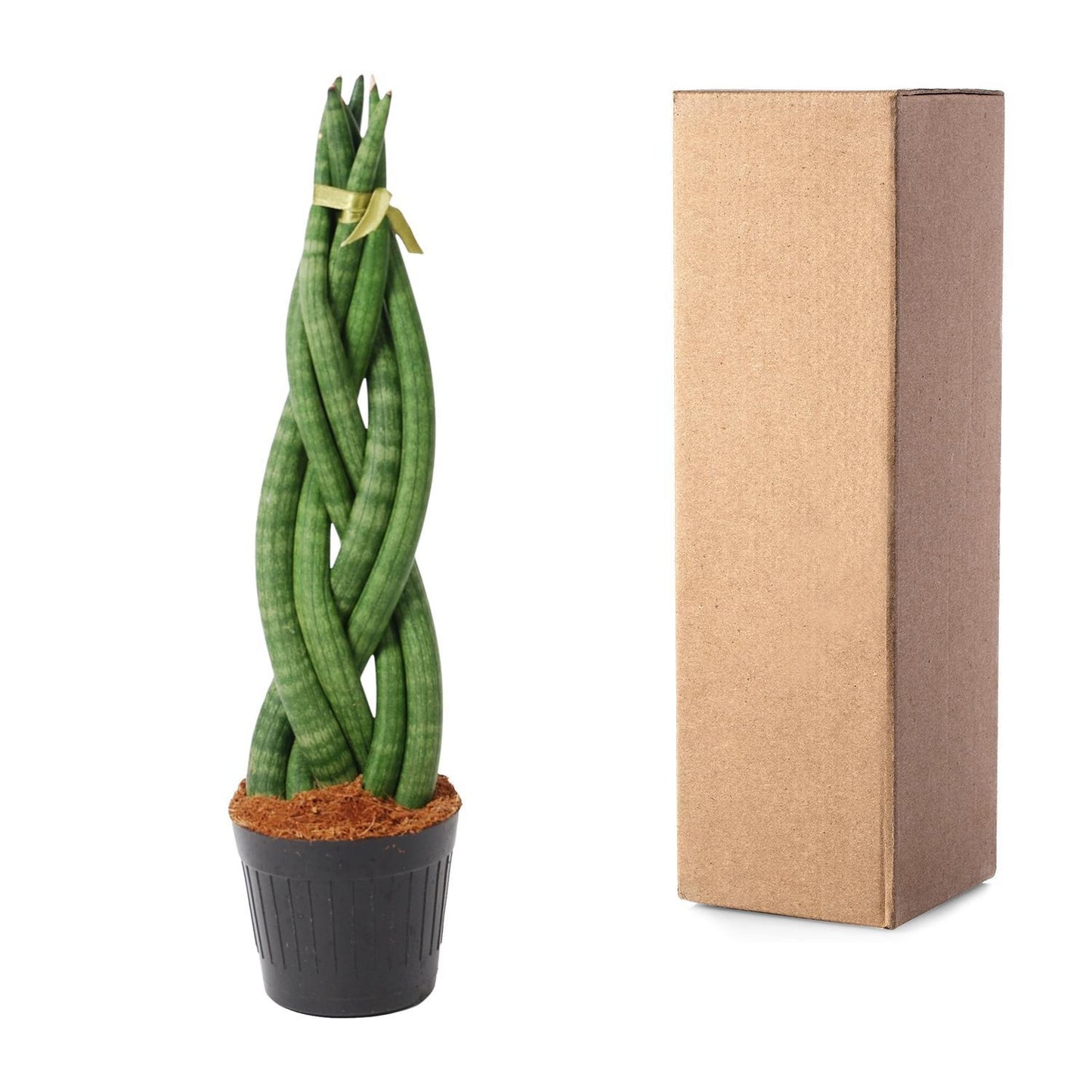 Sansevieria cylindrica 'Twist' - 40 cm - 10,5 cm