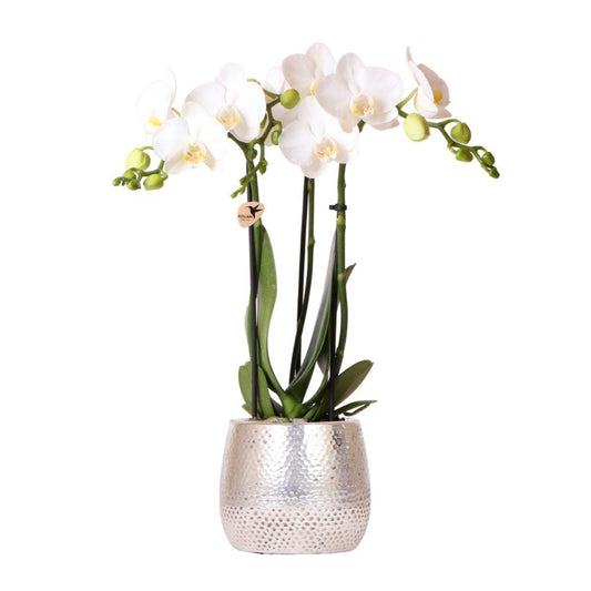 Witte Orchidee - Amabilis + Elite Pot Zilver - Potmaat 9cm - 35cm Hoog