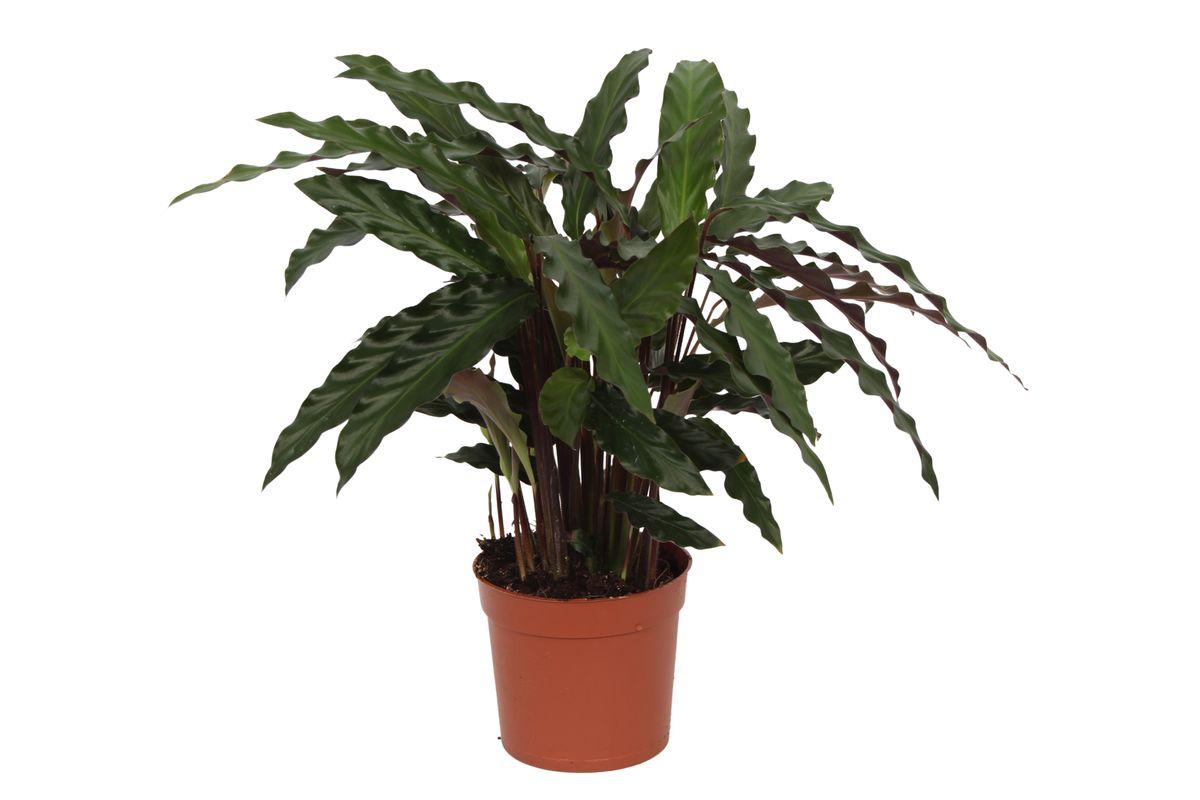 Calathea Elgergras - 40 cm - 12 cm