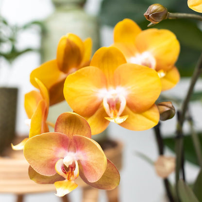 Orquídea naranja en maceta con ranuras doradas - 12 cm