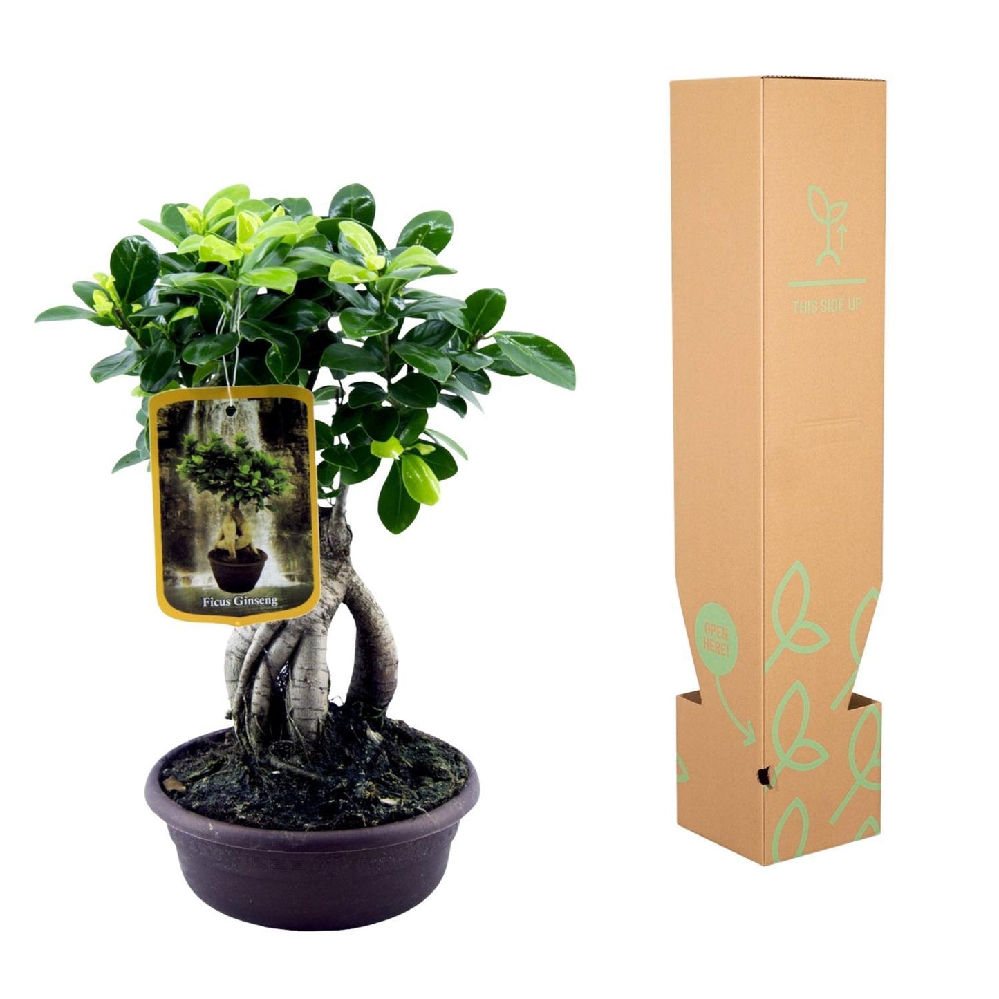 Ficus Microcarpa Ginseng - 30 cm - 17cm