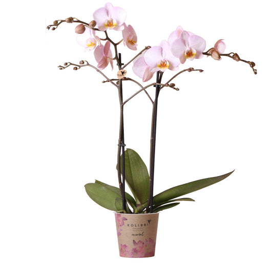 Roze  Orchidee - Mineral Kikion - Potmaat 12cm