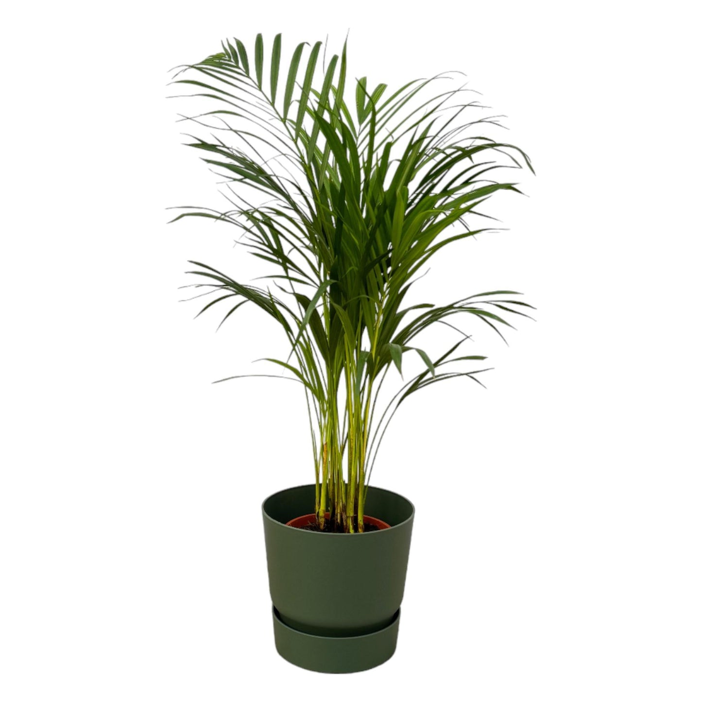 Palmera areca - Altura 85 cm + Maceta redonda Elho Greenville - Verde D24xH23