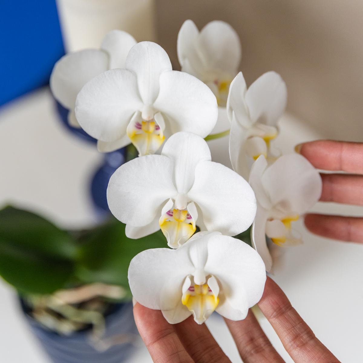 Witte Orchidee Amabilis + Candy Blue Decoratieve Pot - Potmaat 9cm