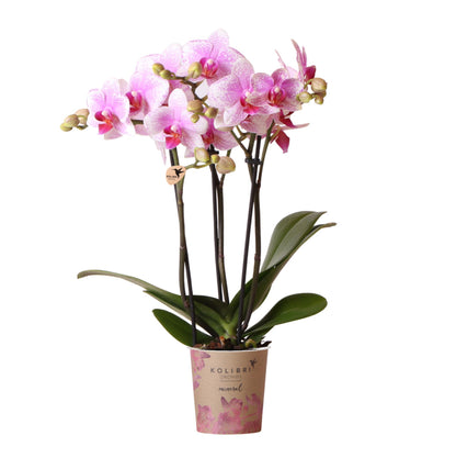 Roze Orchideeën - Mineral Rotterdam - potmaat 9cm