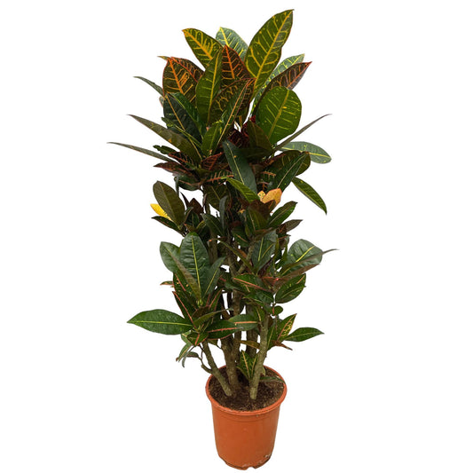 Codiaeum (Croton) Petra vertakt - Height 100 cm - Pot size 21 cm