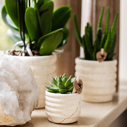 Set de plantas - Orquídea blanca Lausanne y suculentas. Incluye macetas de cerámica en una bandeja orgánica blanca.