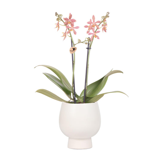 Orange Orchid Spider + Scandic wit - potmaat 9cm