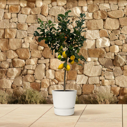 Citrus Lemon tree - 150 cm - 24cm