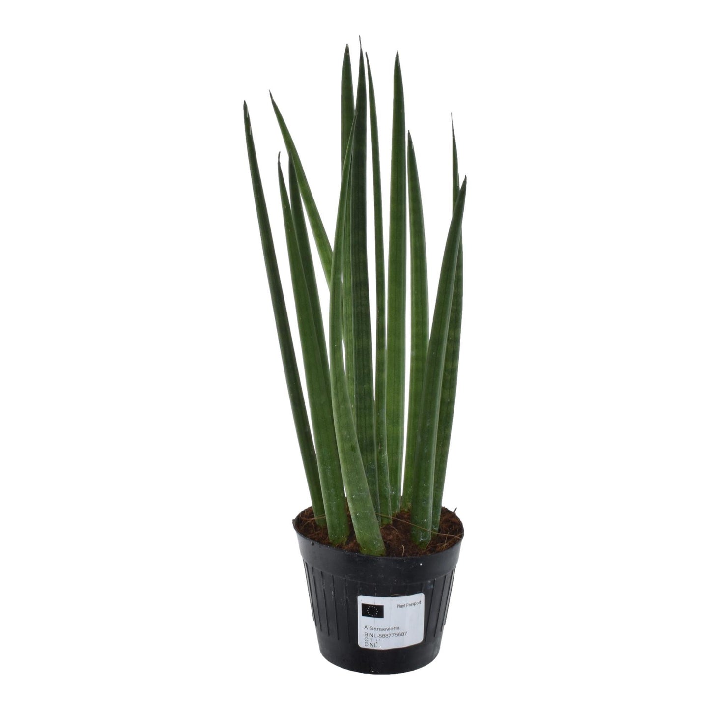 Sansevieria cylindrica 'Bacularis' / Mikado - 38 cm - 10,5 cm