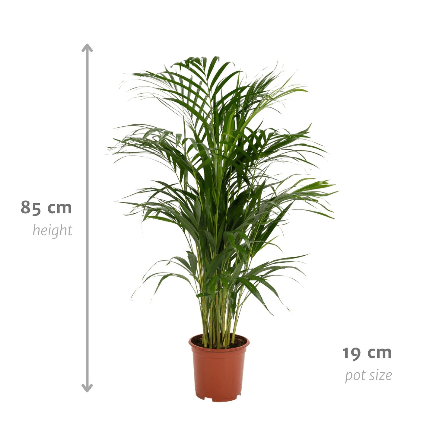 Areca Palm - Height 85 cm - Pot size 19 cm