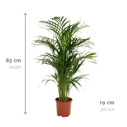 Areca Palm - Height 85 cm - Pot size 19 cm