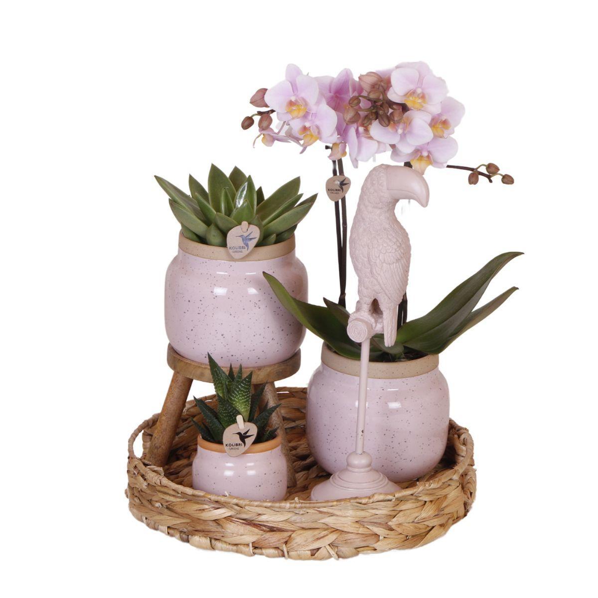 Gift set Romantic| Pink Orchids and Succulents incl. ceramic pots