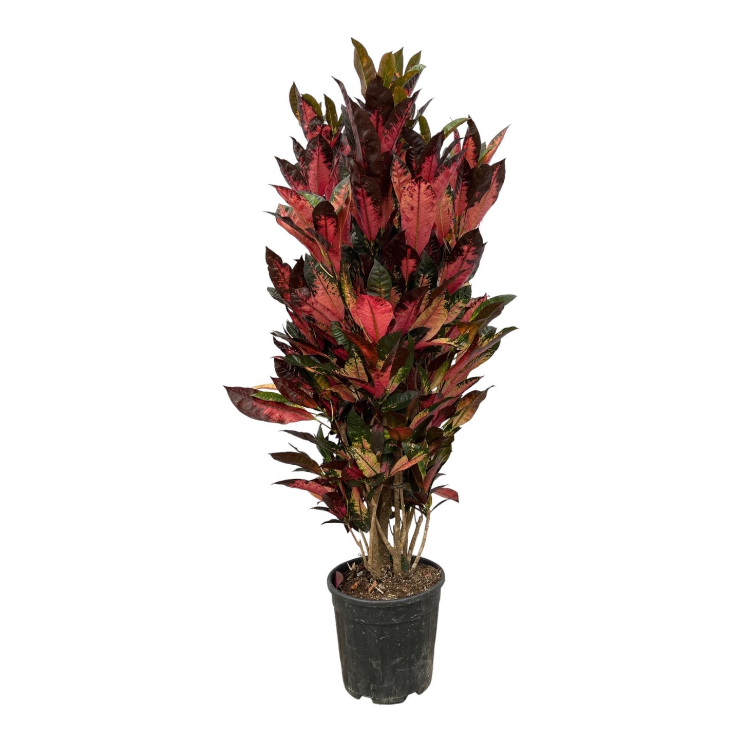 Codiaeum Iceton (Croton) - Height 150 cm - Pot size 30 cm