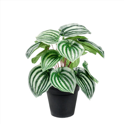 Artificial Plant - Peperomia Argyreia - Watermelon -25 cm