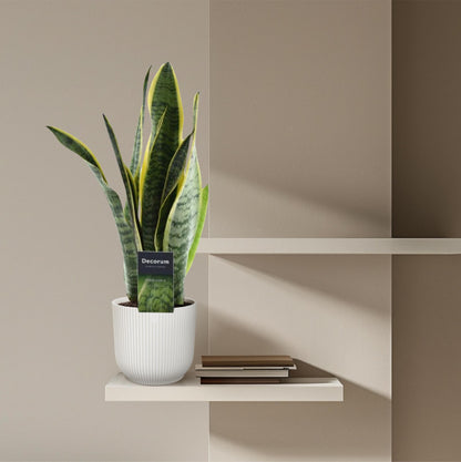 Sansevieria Laurentii - 45 cm - 12 cm