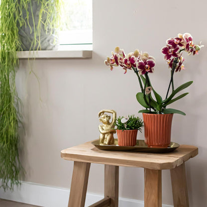 Plant Set Culture Cocktail Terracotta Small - Green Plants + Orchid in a Retro Terracotta Pots + Gold Tray