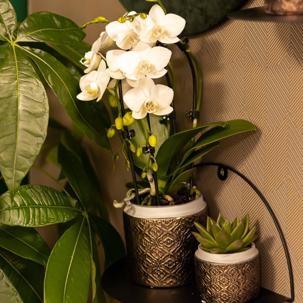 White Orchid - Niagara Fall - pot size 9cm