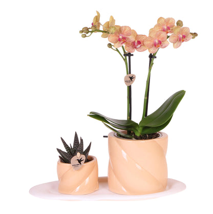 Geschenkset PeachGreen Plant met oranje Phalaenopsis orchidee in snoepkleurige decoratieve potten op witte biologische schaal