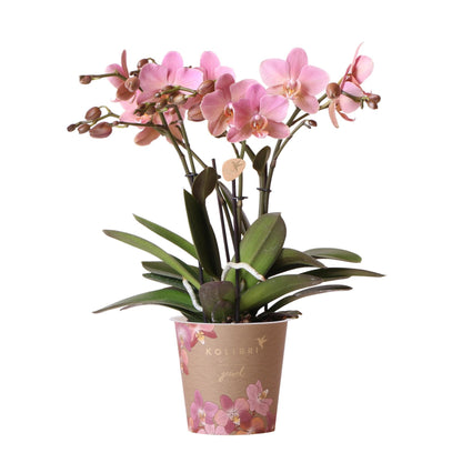 Paste Pink Orchid - Jewel Treviso - pot size 12cm