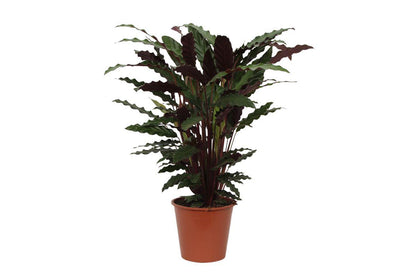 Calathea Wavestar - 80 cm - 19cm