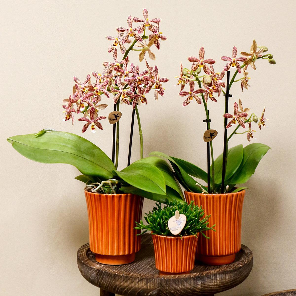 Orange Orchid Spider + Retro terracotta - potmaat 9cm