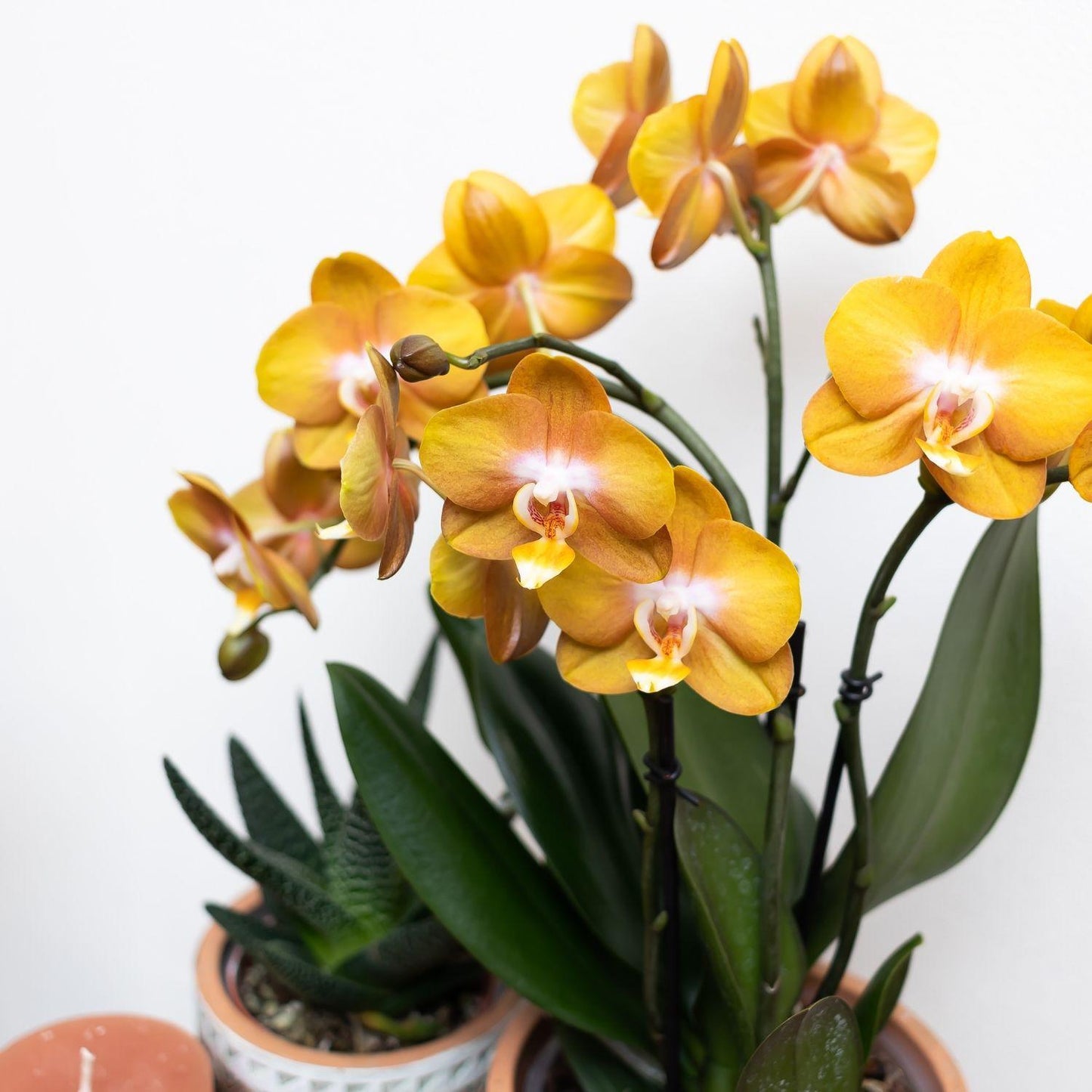 Golden Orange Orchid - Jewel Las Vegas - pot size 12cm