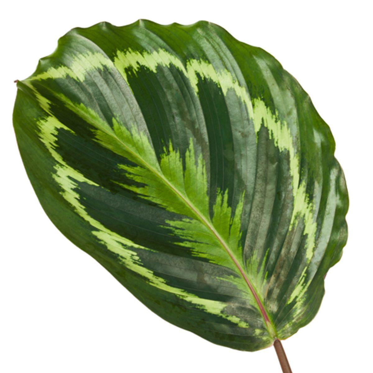 Medallón de Calathea - Altura 80 cm - Maceta 19 cm