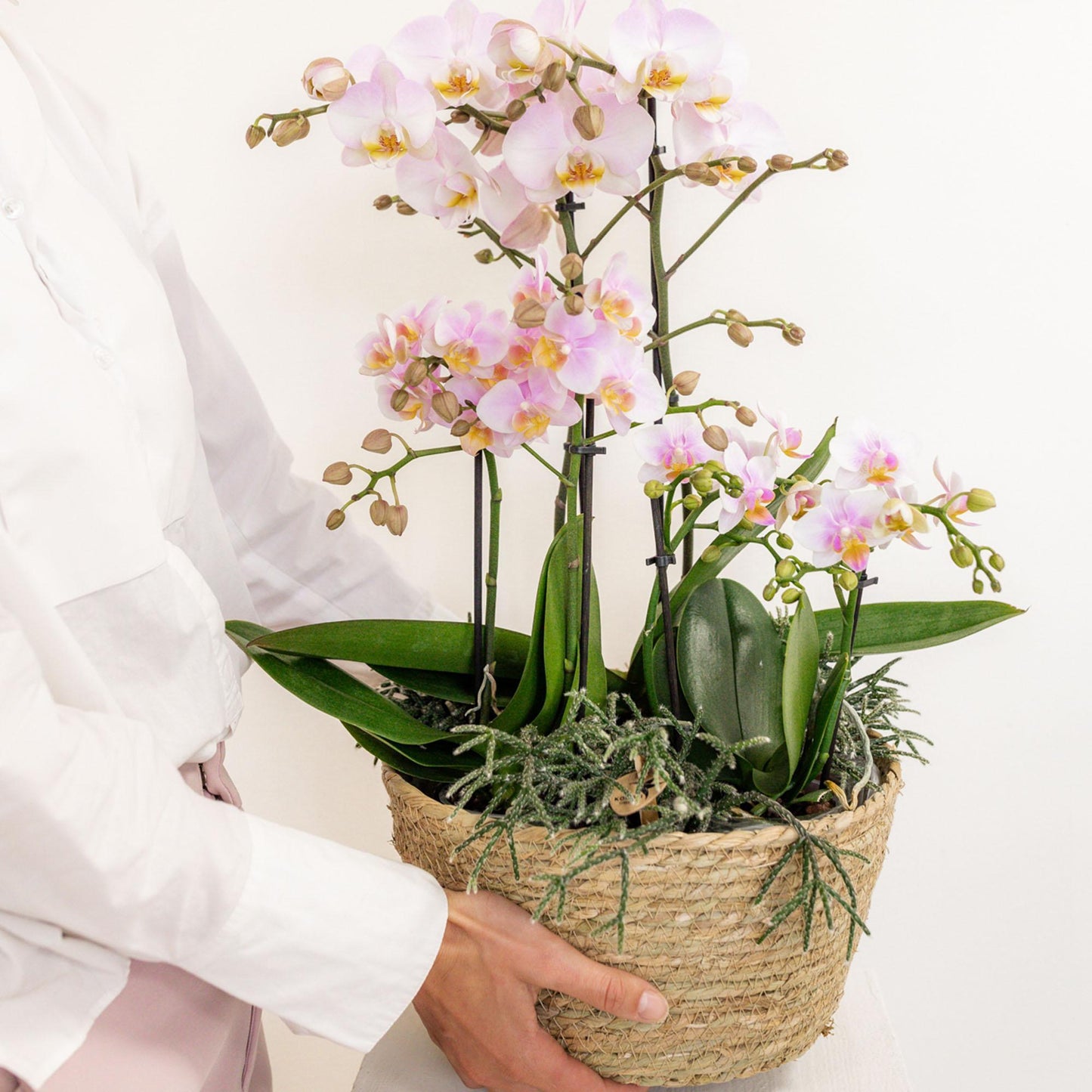 Pink Flowers Set in Cotton Basket incl. water reservoir - 3 Pink Orchids and 3 plants