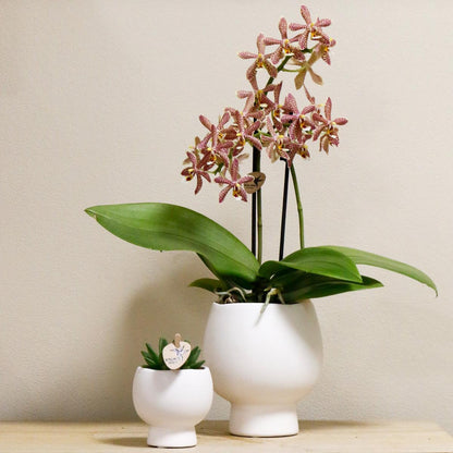 Oranje Phalaenopsis Orchideeën - Spin in Scandinavisch wit - potmaat 9cm