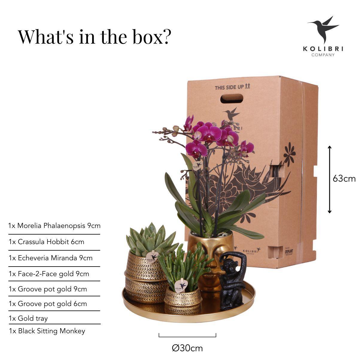 Gift Set Hotel Chic| Purple Orchids and Succulents incl. ceramic pots