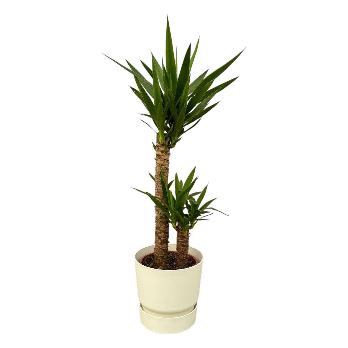 Yucca - Hoogte 100 cm - 21 cm + elho Greenville Rond wit D24xH23