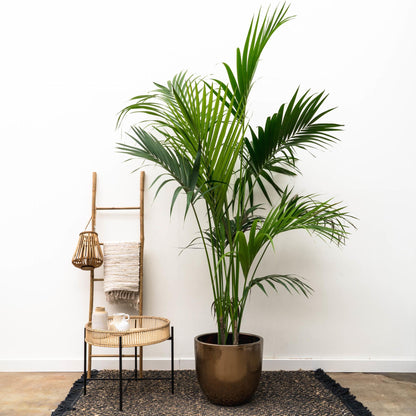 Kentia Palmboom - Hoogte 180cm - Potmaat 24