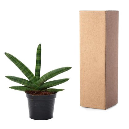 Sansevieria Skyline - 25 cm - 10,5 cm