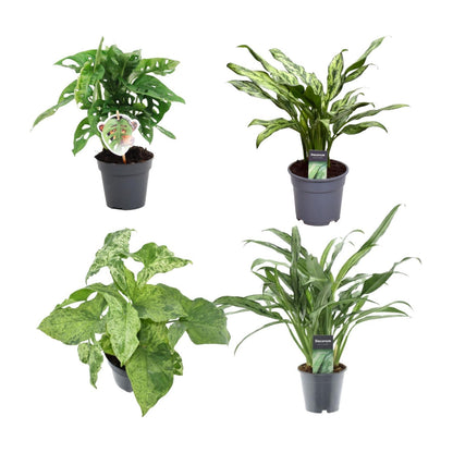 Green mix of 4 plants - Monstera obliqua 'Monkey Leaf' - 25 cm - 12 - Aglaonema Juliette - 40 cm - 12 - Syngonium Mottled - 25 cm - 12 - Aglaonema Cutlass - 40 cm - 12