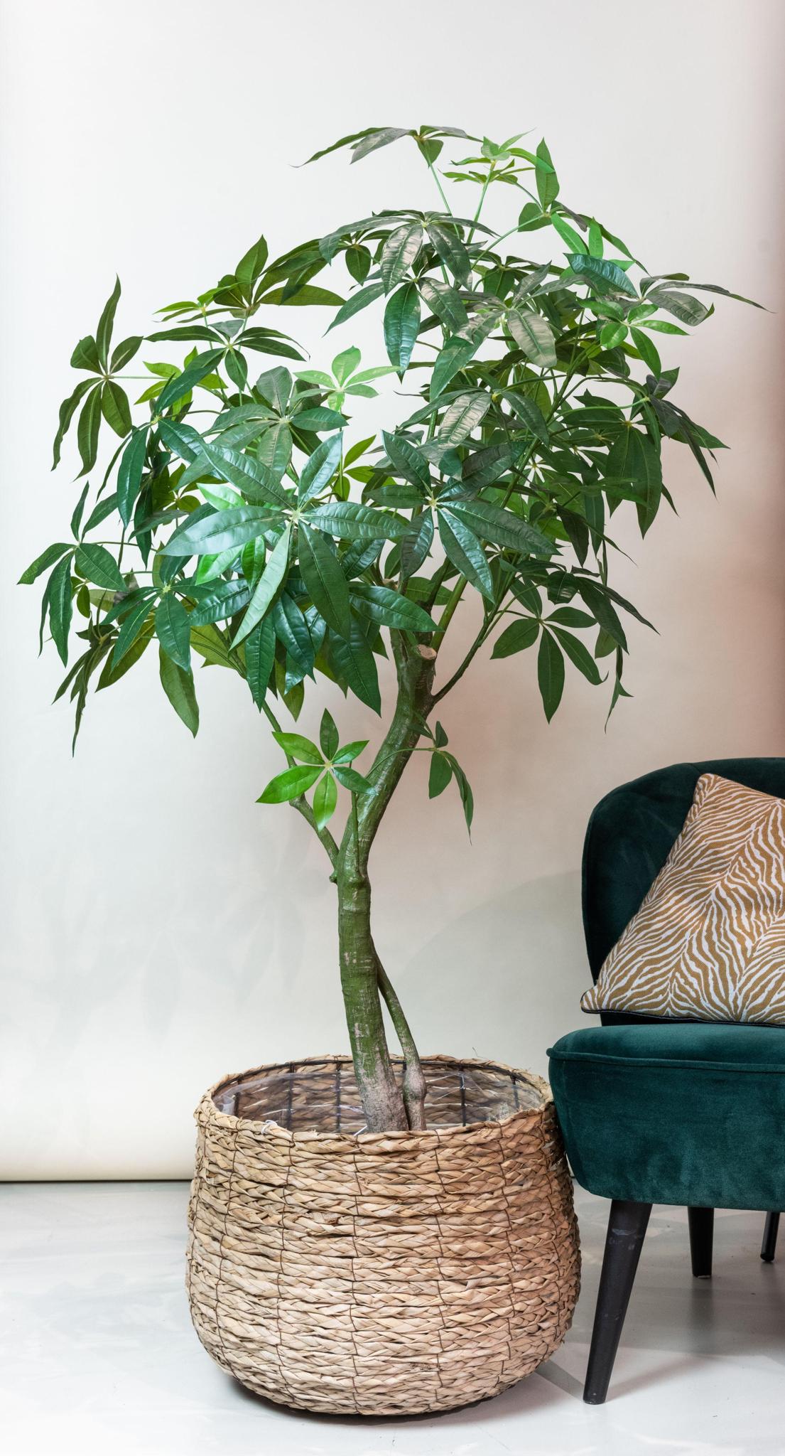 Artificial Tree - Pachira Aquatica - Money Tree - 150 cm up to 180 cm