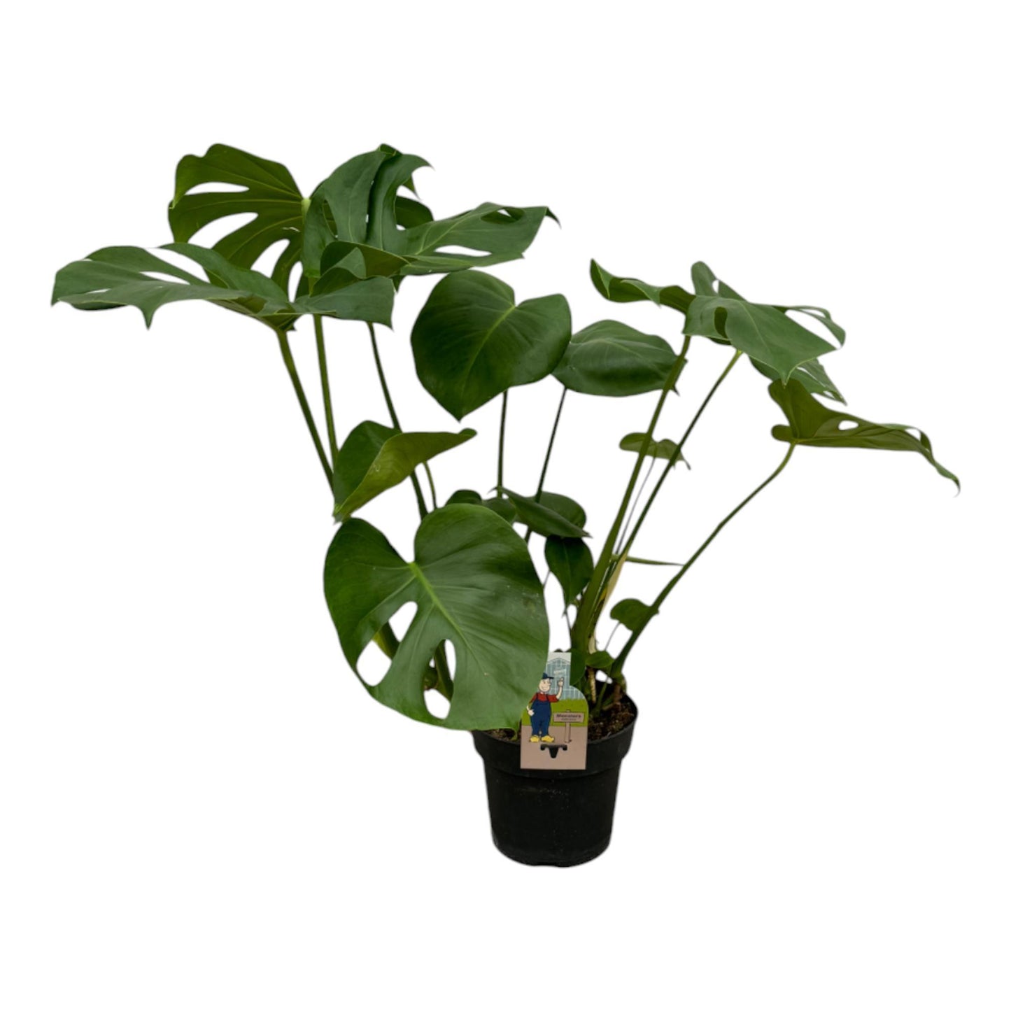 Monstera Deliciosa - Hoogte 75 cm - Potmaat 21 cm