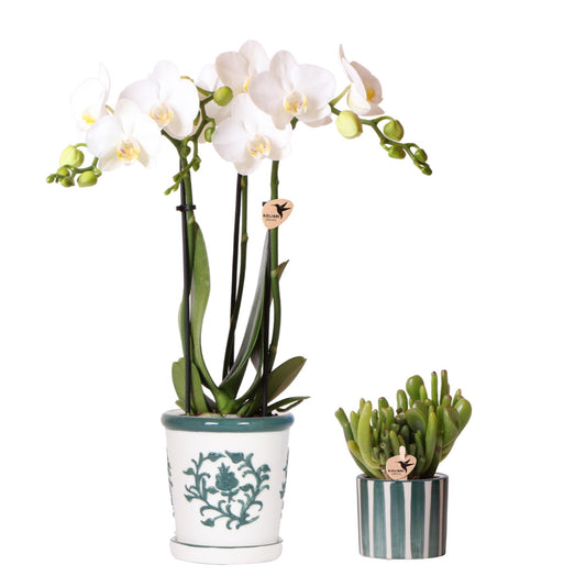 Set van witte orchideeën Amabilis in Malaga-pot + vetplant in groene gestreepte pot - potmaat 9 cm en 6 cm