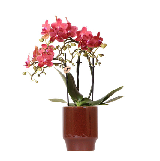 Red Orchid - Congo + Classy Red - Pot Size 9cm