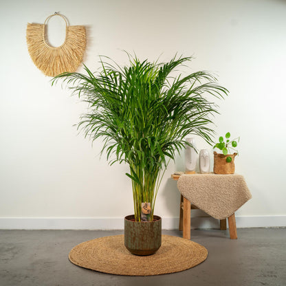 Areca Palm Tree - Height 110 cm - Pot size 21cm