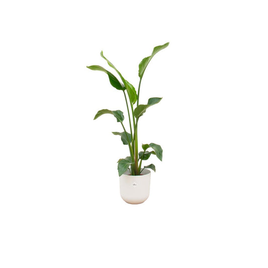 Strelitzia Nicolai + Elho Jazz Round white 23 cm - 100 cm