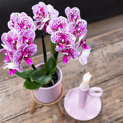 COMBI DEAL of 2 Pink Purple Orchids - El Salvador - Pot Size 9cm